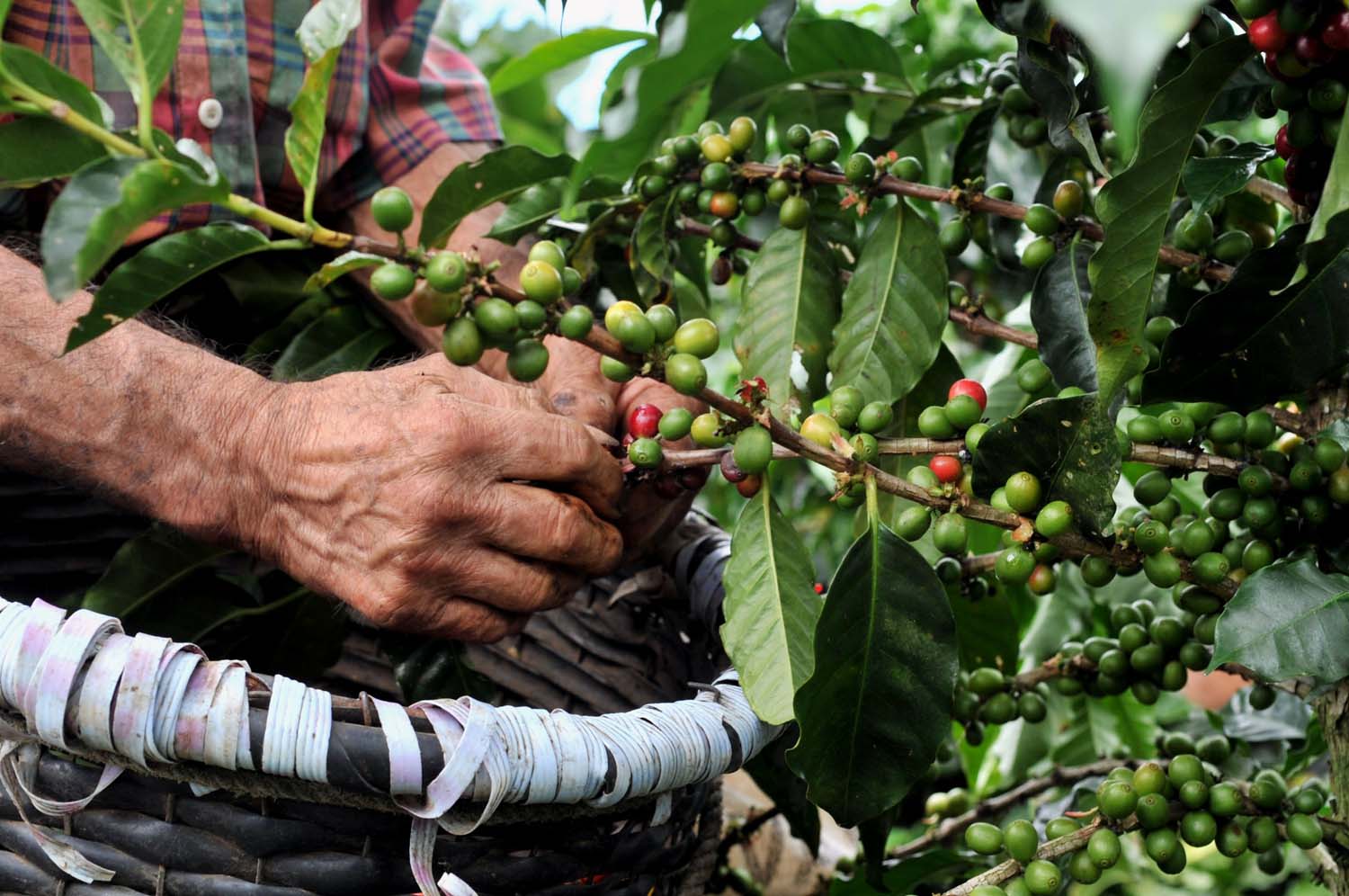 Café de Chiapas